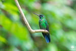 Green Crowned Brilliant Hummingbird - Ecuador by slecocqphotography
