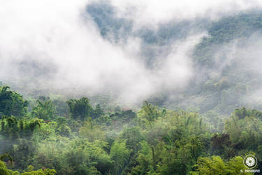 Cloud Forest Dreaming