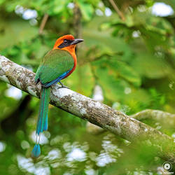 Rufous Motmot | Ecuador