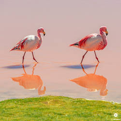 James Flamingo | Bolivia