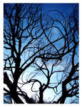 Dead tree by slecocqphotography