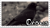 Crows|Stamp