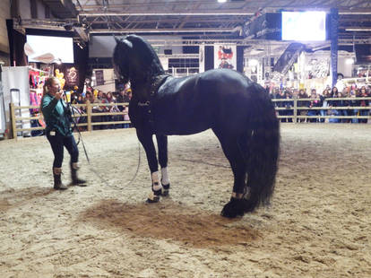 Arab-Friesian Stock 5