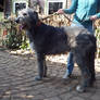 Irish Wolfhound Stock 4