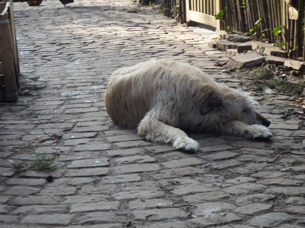 Irish WolfHound Stock 13