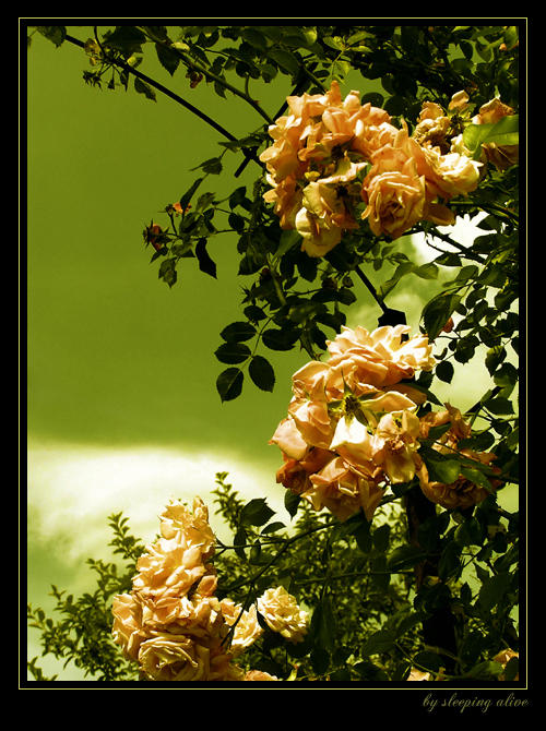 wilted roses II by sleepingalive on DeviantArt
