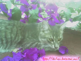 Escondido en las buganvilias