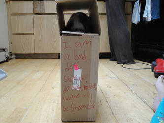 box of shame 3