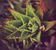 Aloe-like plant