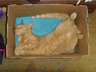 Boxed cat