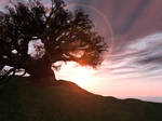 Baobab Tree - High Res by wiyaneth