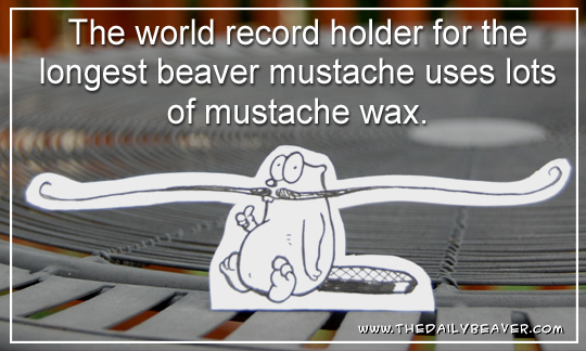 Daily Beaver - Record Mustache