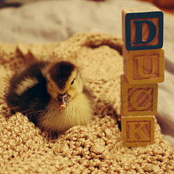 Ducky