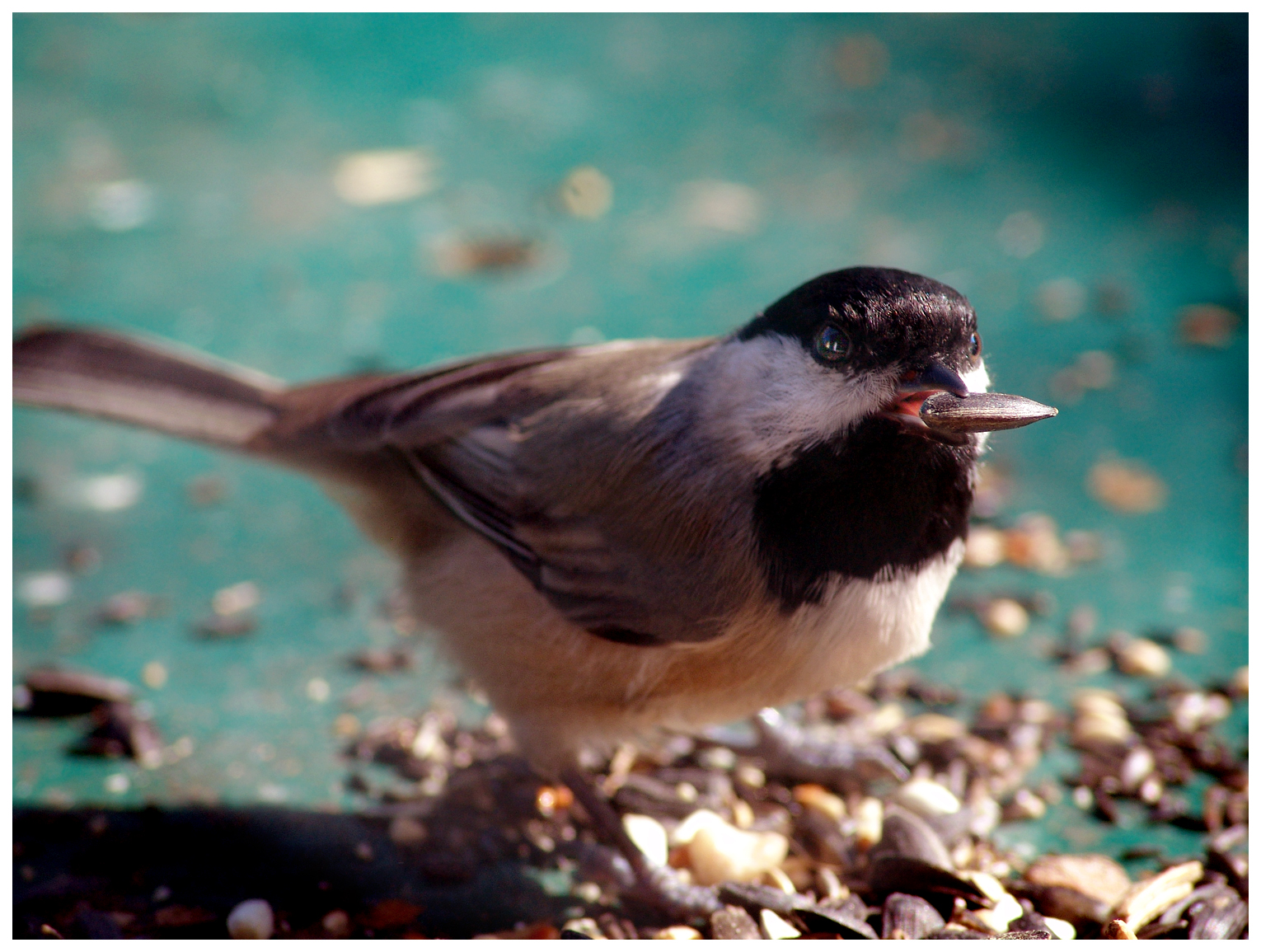 Chickadee