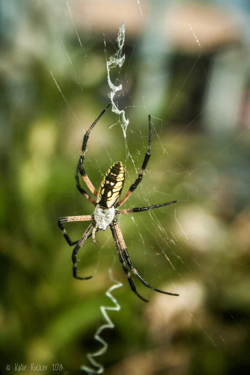 Yellow Garden Spider