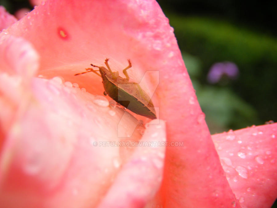 Pitok Insect smallinsectbypetulka6 by petulka6 on DeviantArt