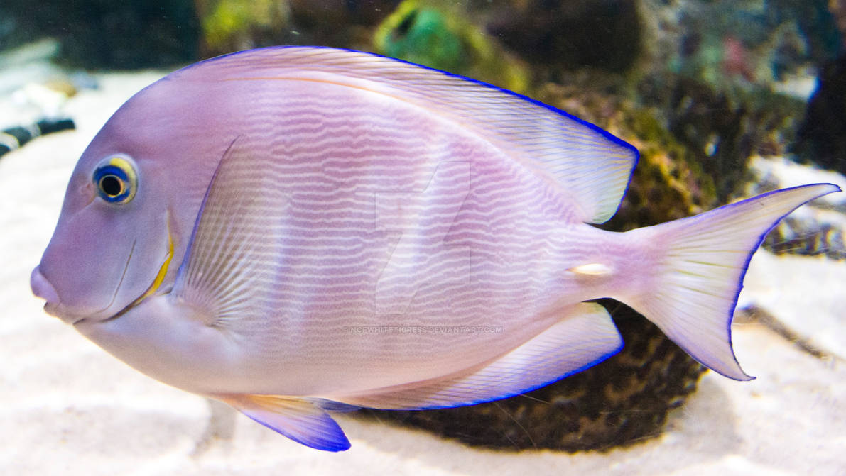 Blue-Tipped Fins by ncfwhitetigress on DeviantArt