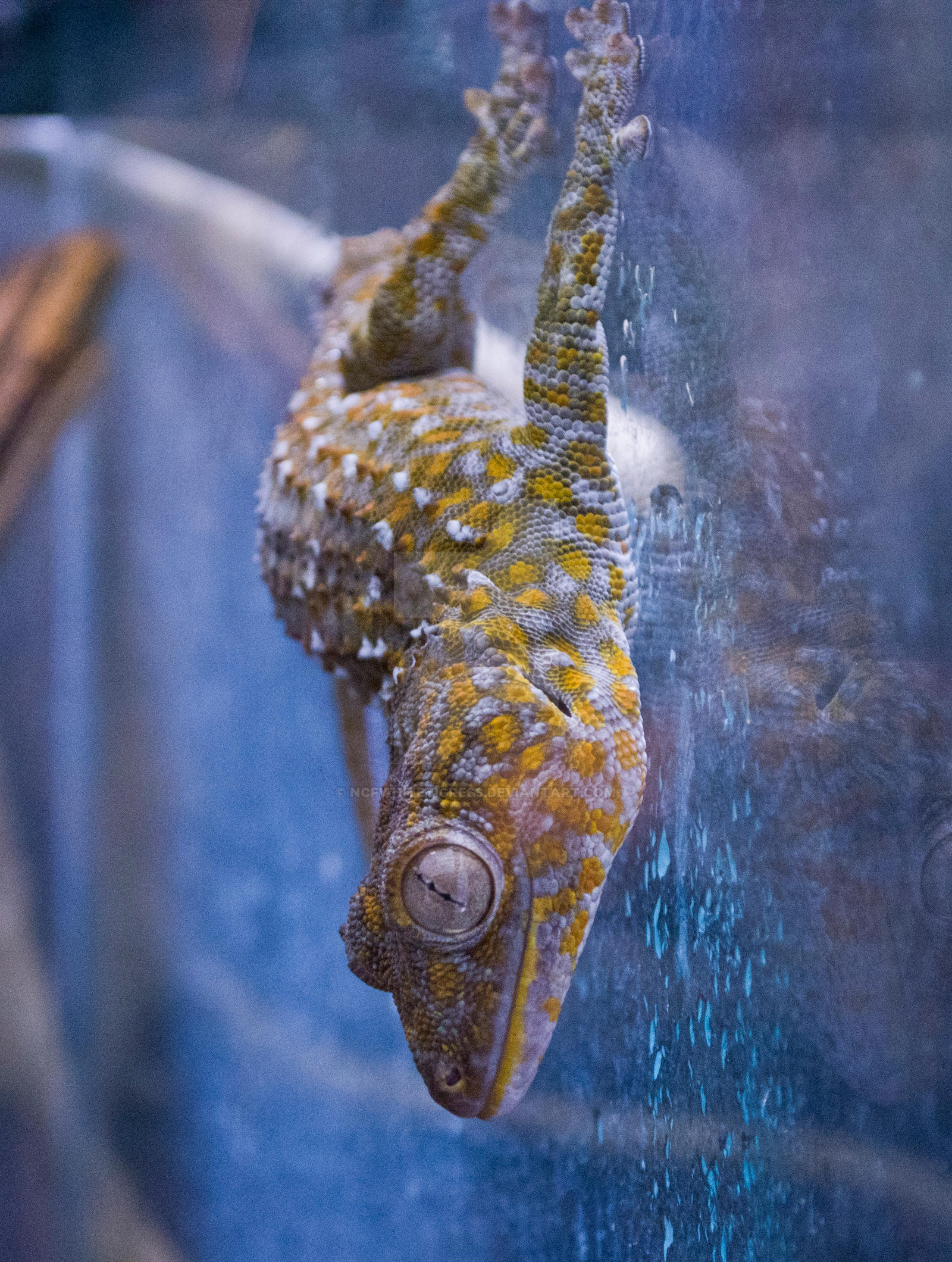 Tokay Gecko by ncfwhitetigress on DeviantArt