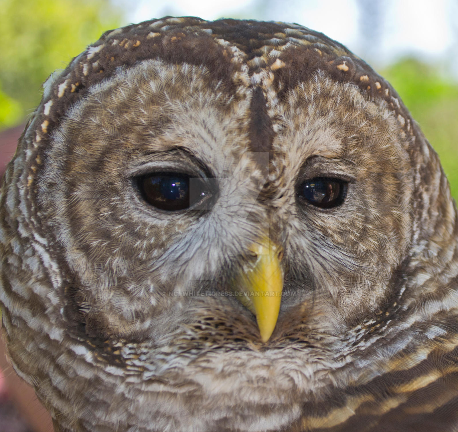 Barred Owl 2