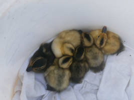 Baby duck 2