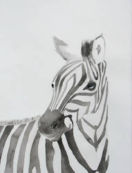 Zebra's Gaze