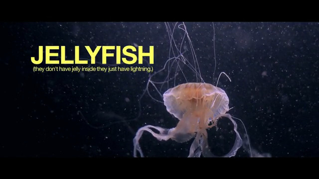 Jelly+Fish