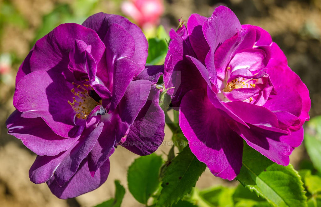 Violeta Roses Violet rose2 by zenapopa on DeviantArt