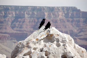 Ravens Enjoying the View