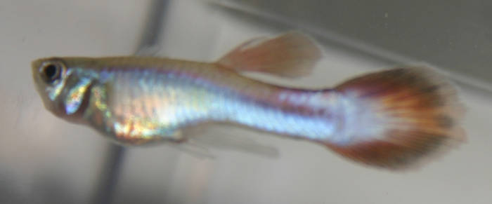 Violet Pastel Male