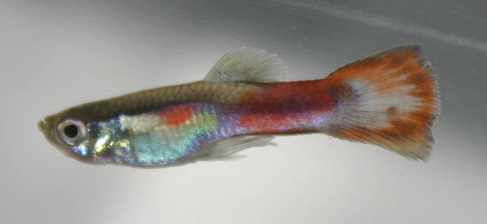 Wild Guppy Male