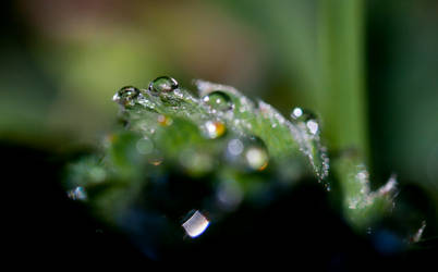 Alchemilla vulgaris