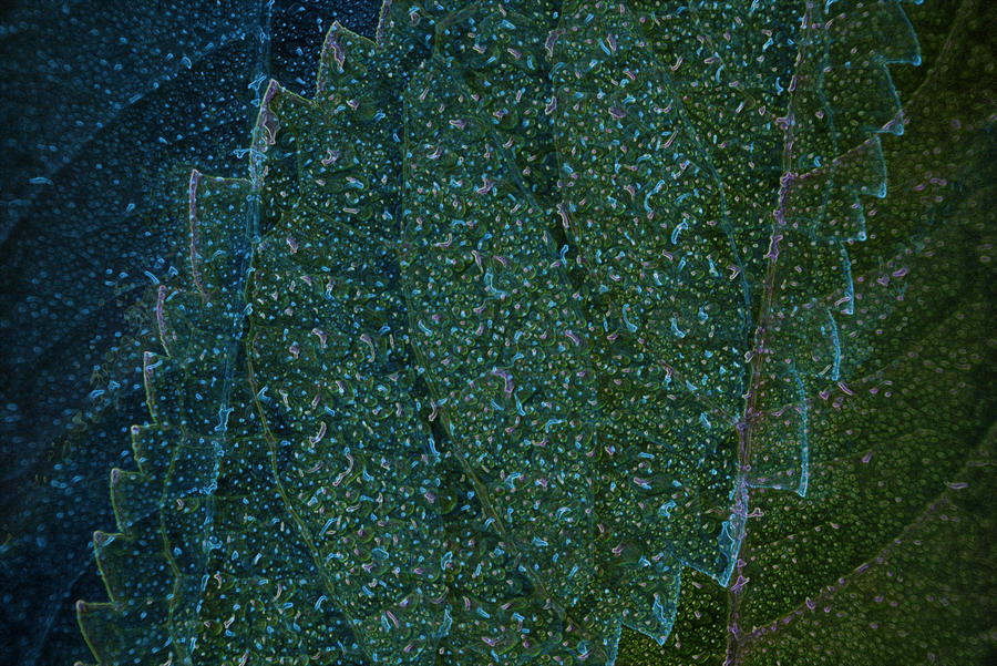 Frozen leaves by Midn1gh7s