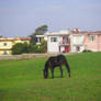 Lonely horse