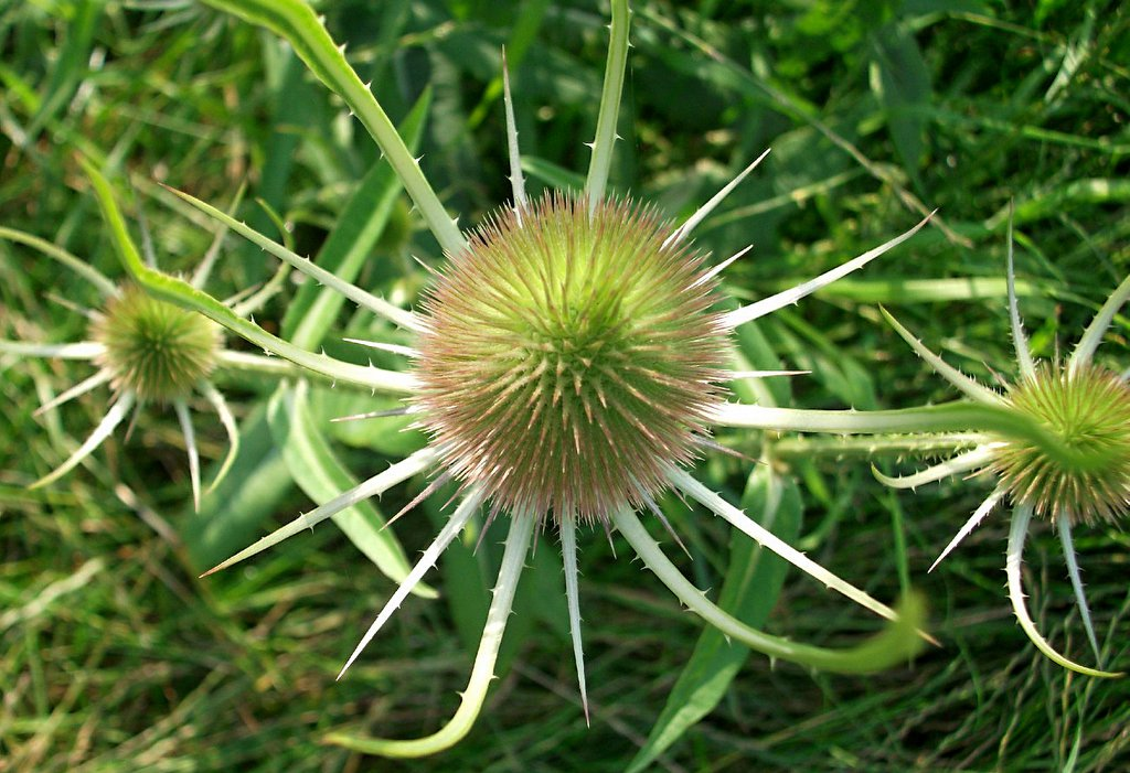 Thistle Family