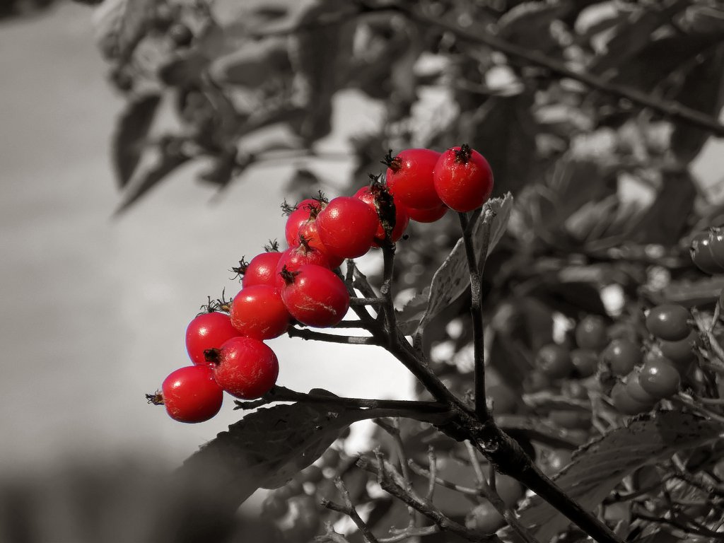 Blood Red