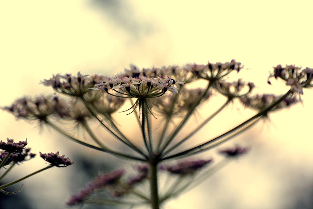 Faded by JophesXI Faded by JophesXI