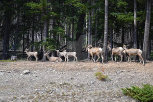 Big Horn Sheep Family