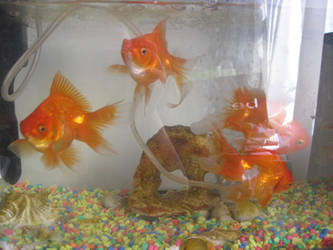 My Goldfishies