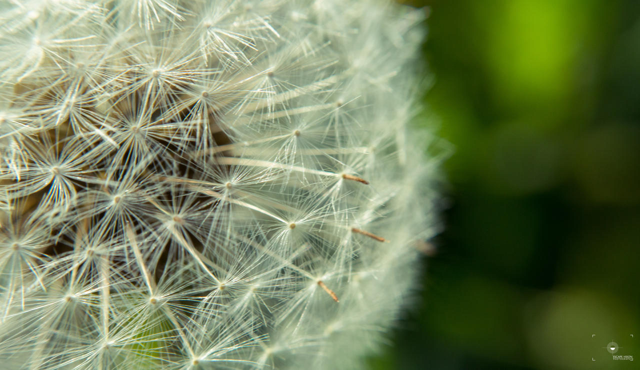 Taraxacum / Dandy Lion