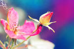 Enchanted dreams ... by aoao2