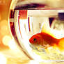 Golden fish ...