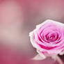 Soft rose ...