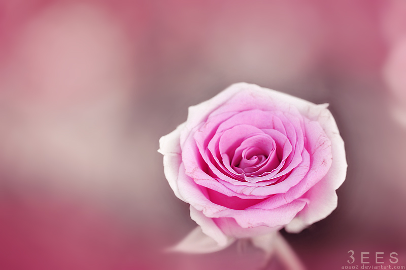 Soft rose ...