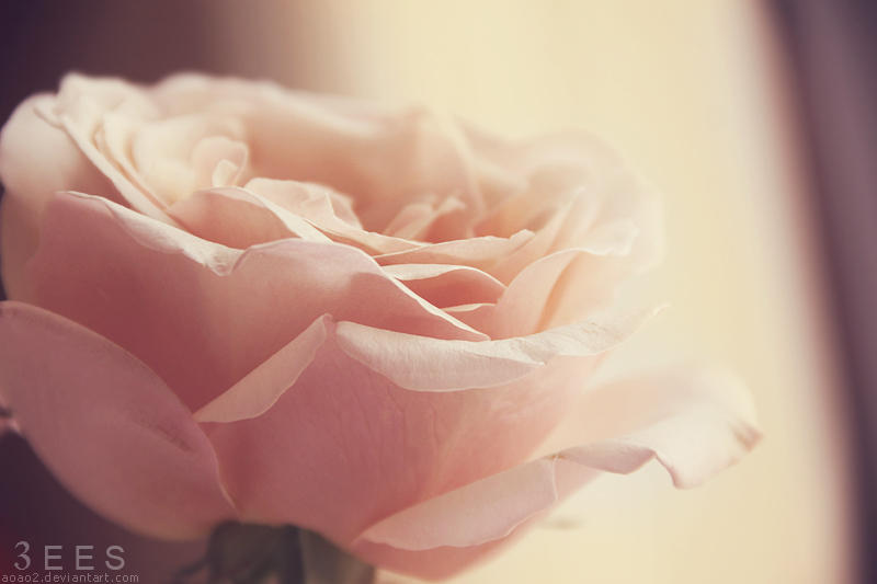Нежно 1 час. Нежные розы. Нежные розовые розы. Красивые нежные картинки.