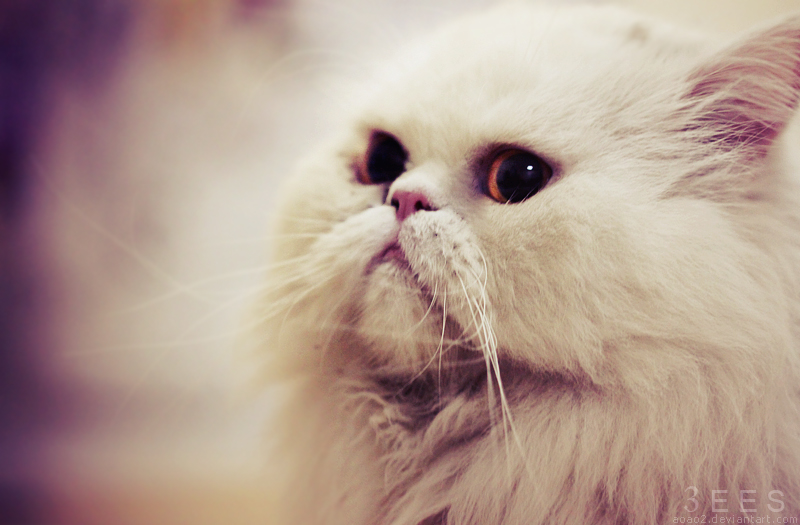 White kitty ...