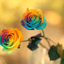 Rainbow roses ...