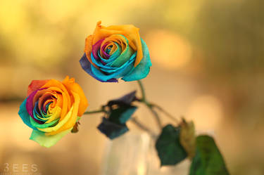 Rainbow roses ...