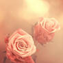 Roses ...