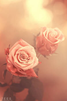 Roses ...