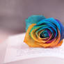 Rainbow rose ...